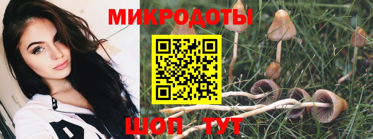Галлюциногенные грибы Psilocybe Бердск